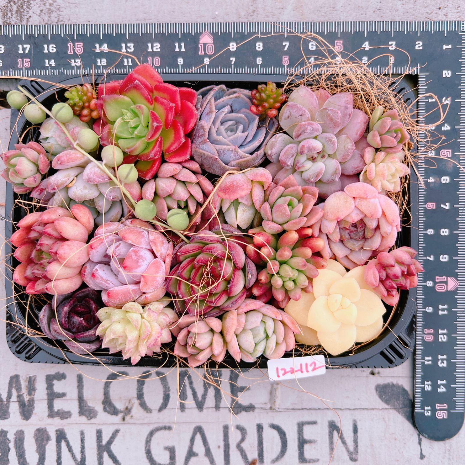 多肉植物 寄せ植えset♡122112 - メルカリ