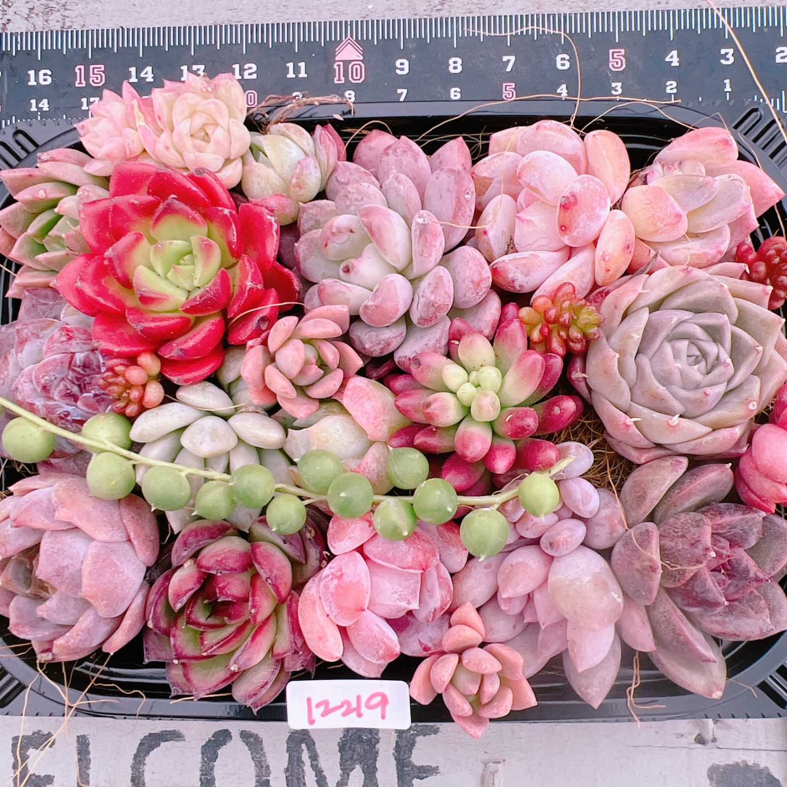 多肉植物 寄せ植えset♡12219※おまけピュアラブ♡ - メルカリ