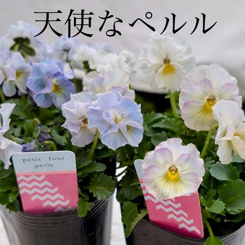 プティフール ペルル ビオラ ハルグリン 送料込み 2個セット - メルカリ