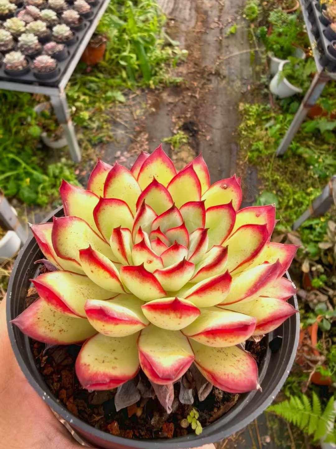 新入荷 モンブラン・レッドエッジ 15株セット 抜き苗 美苗 エケベリア