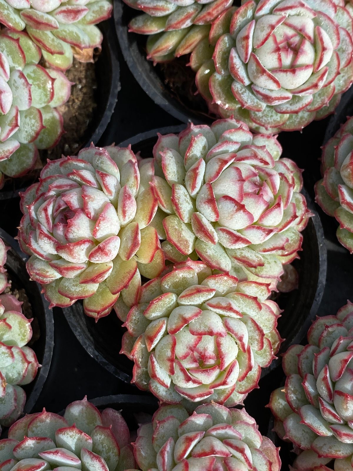 新入荷 ボールオブファット群生 54鉢セット 土鉢付き 美苗 エケベリア