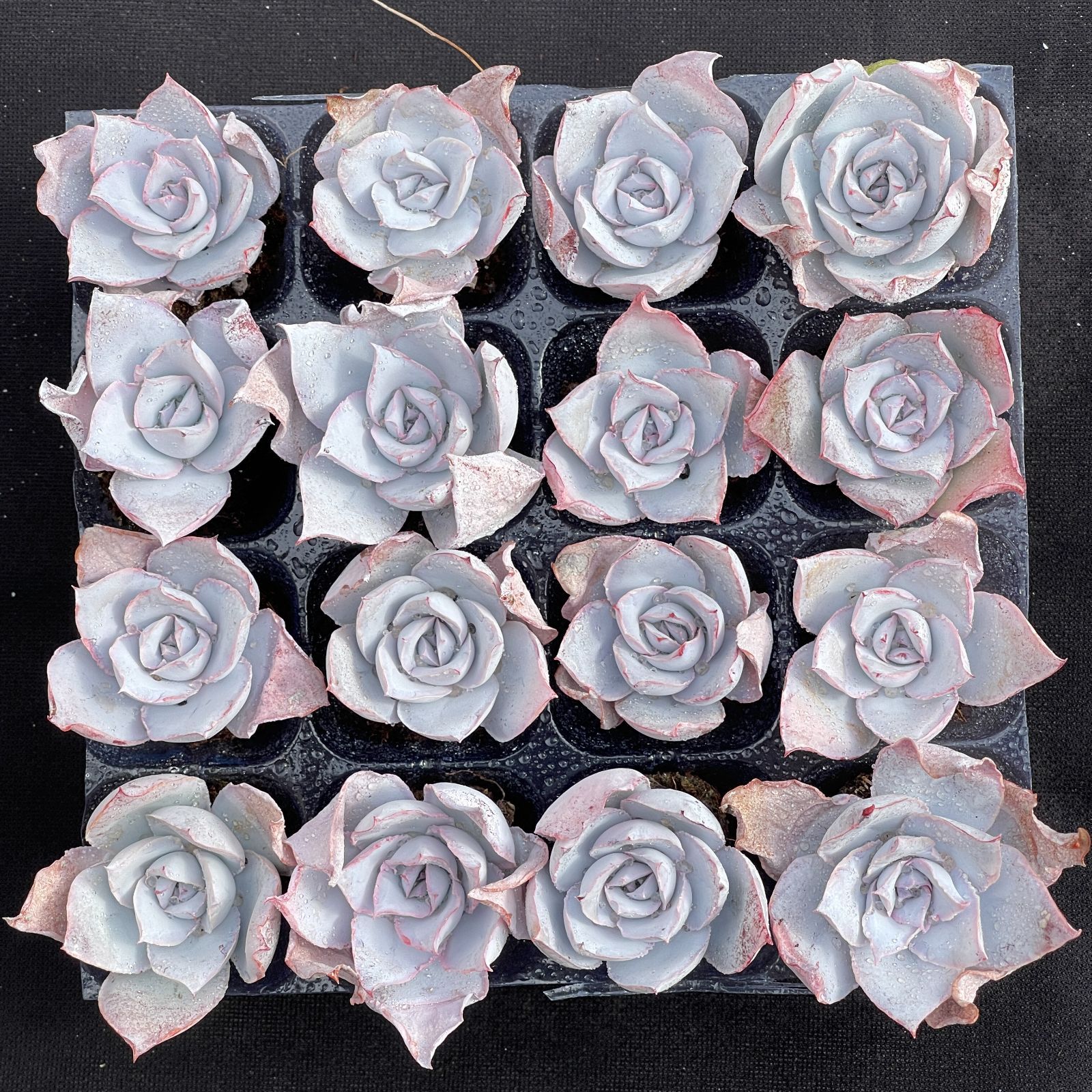 ♡yuiruna♡様 専用 - メルカリ