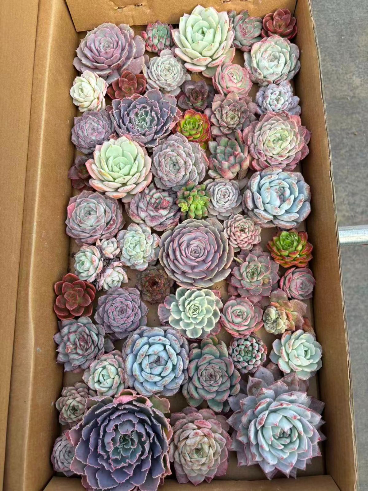 ♡yuiruna♡様 専用 - メルカリ