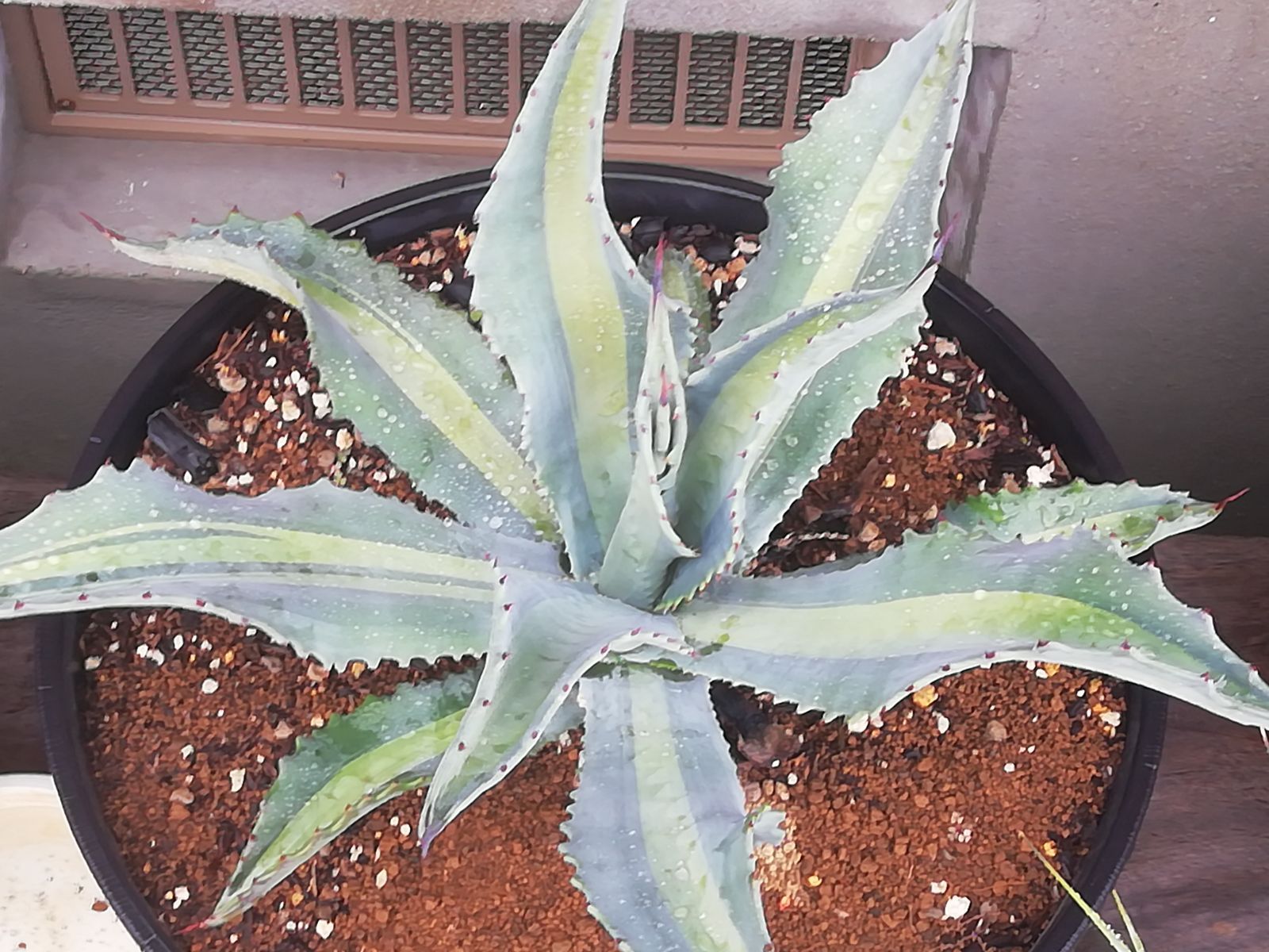 アガベアメリカーナエクスパンサパリーダレモンライム子株、抜き苗1株