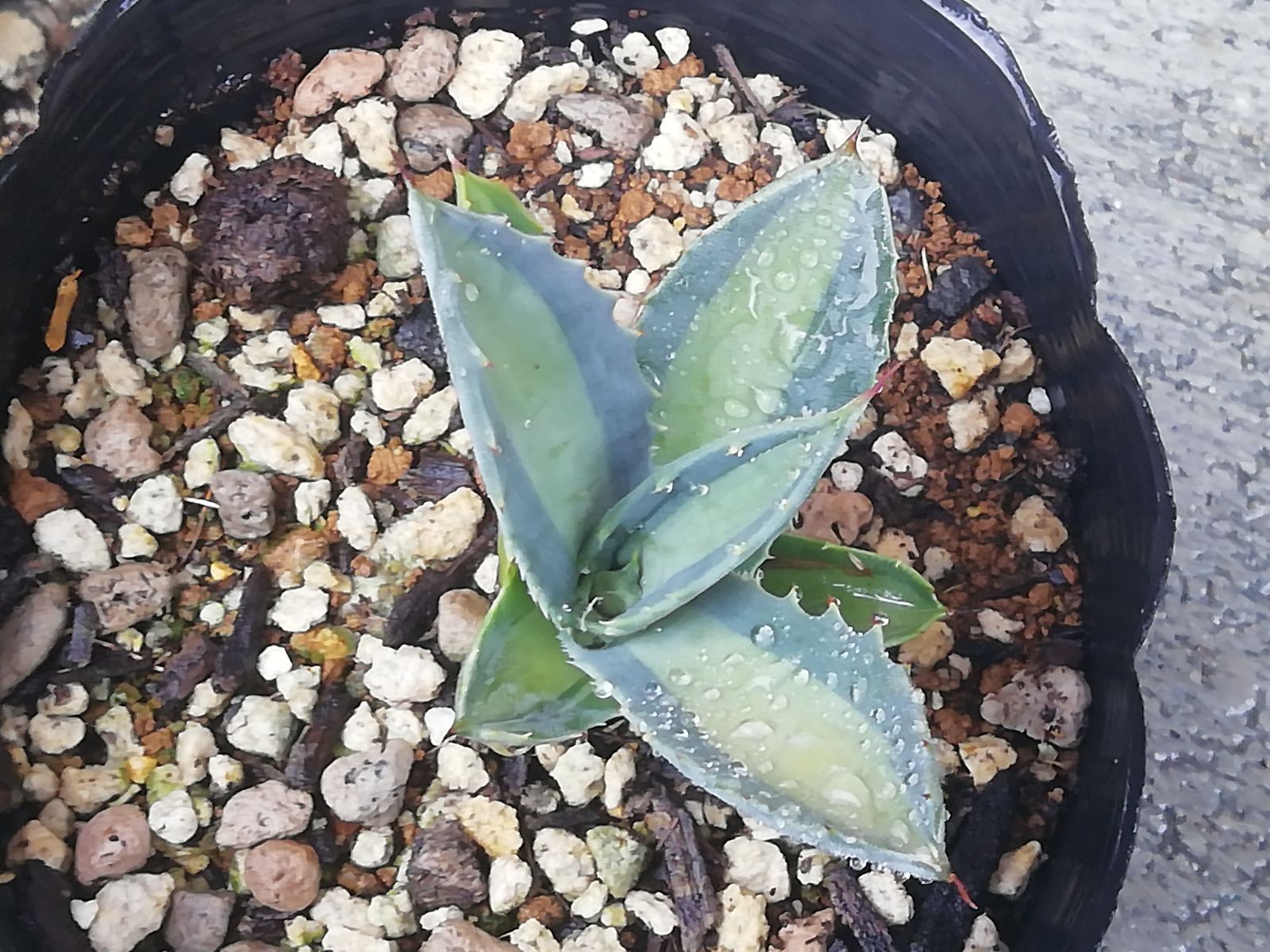 アガベアメリカーナエクスパンサパリーダレモンライム子株、抜き苗1株