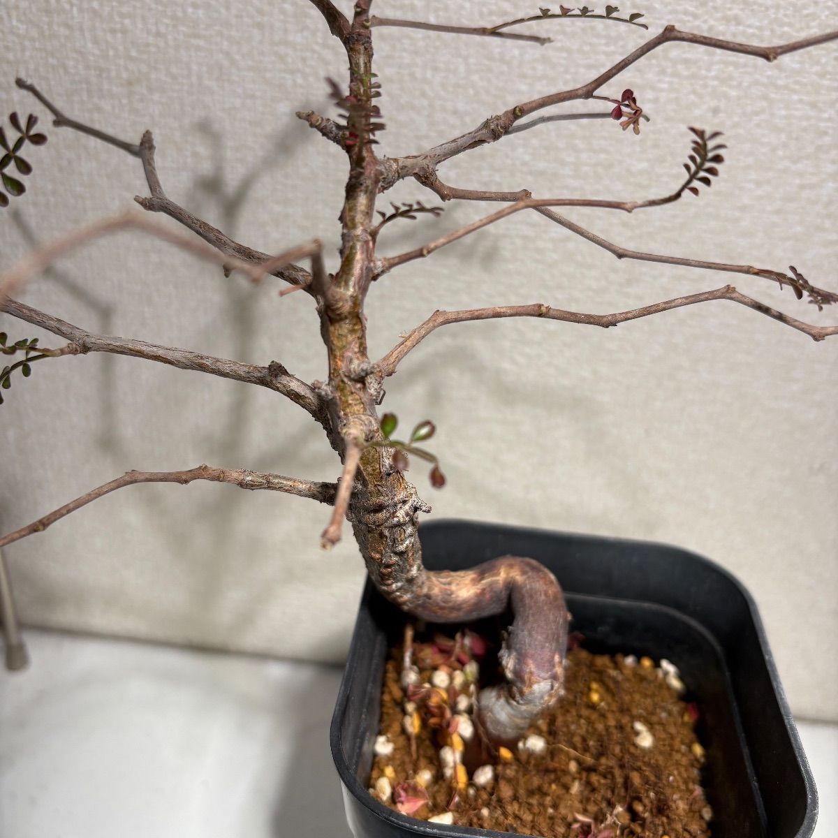 オペルクリカリア パキプス 実生 4.5年目 - メルカリ