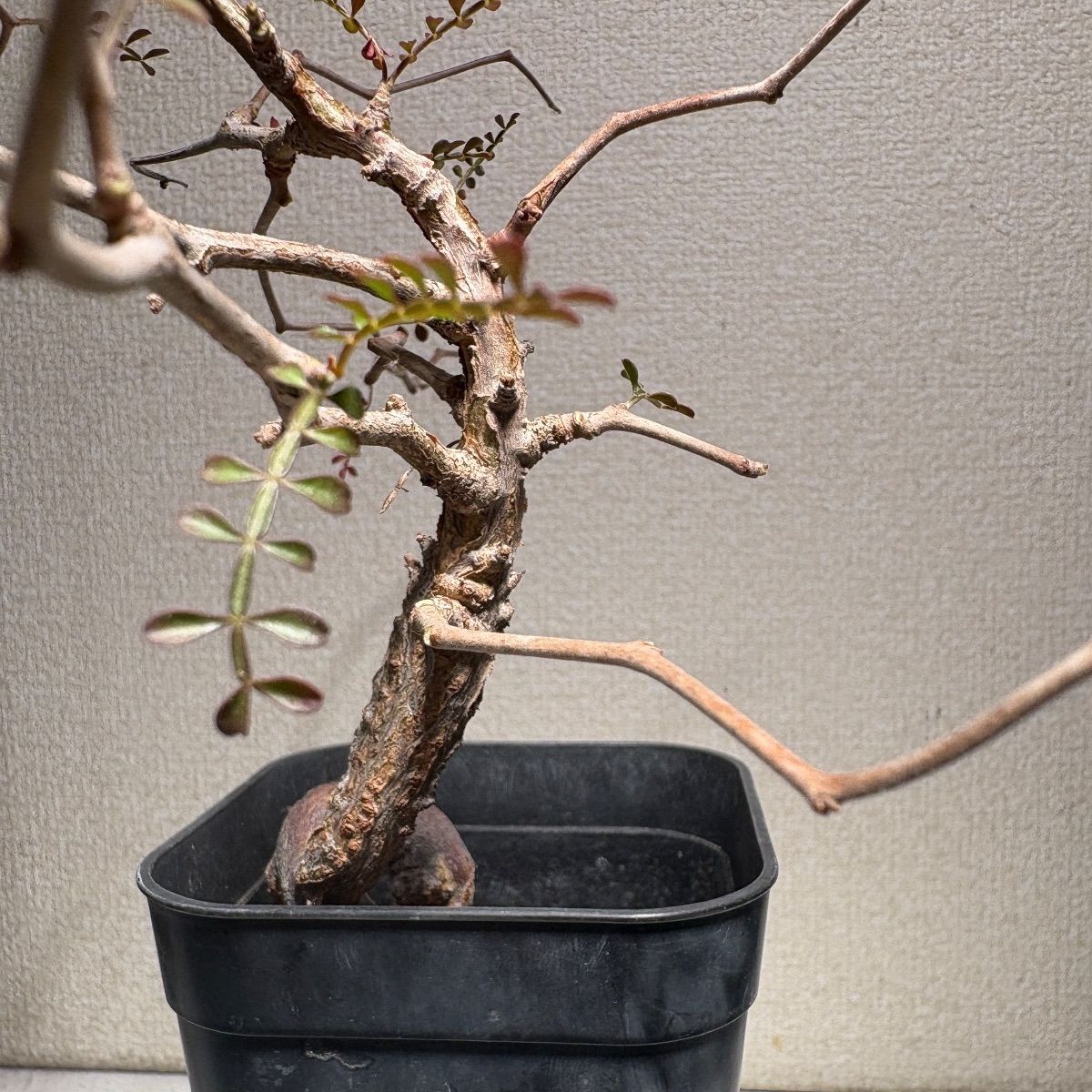 【実生4年目】オペルクリカリア　パキプス　一本立ち仕上げ　鉢ごと発送 オペルクリカリア パキプス 実生 4.5年目 - メルカリ