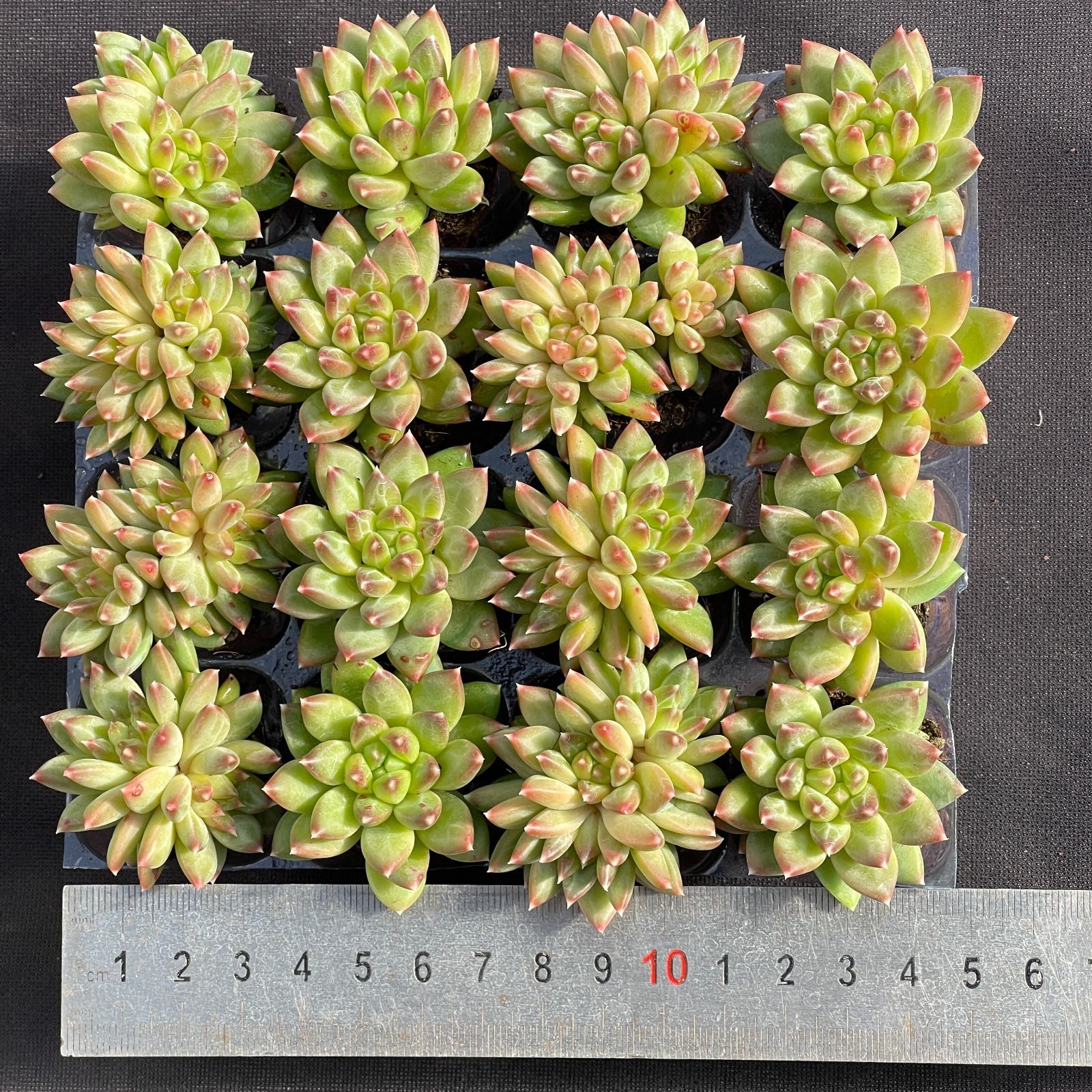 大人気セット MZ11×16株 土付き 詰め合わせ 韓国苗 多肉植物