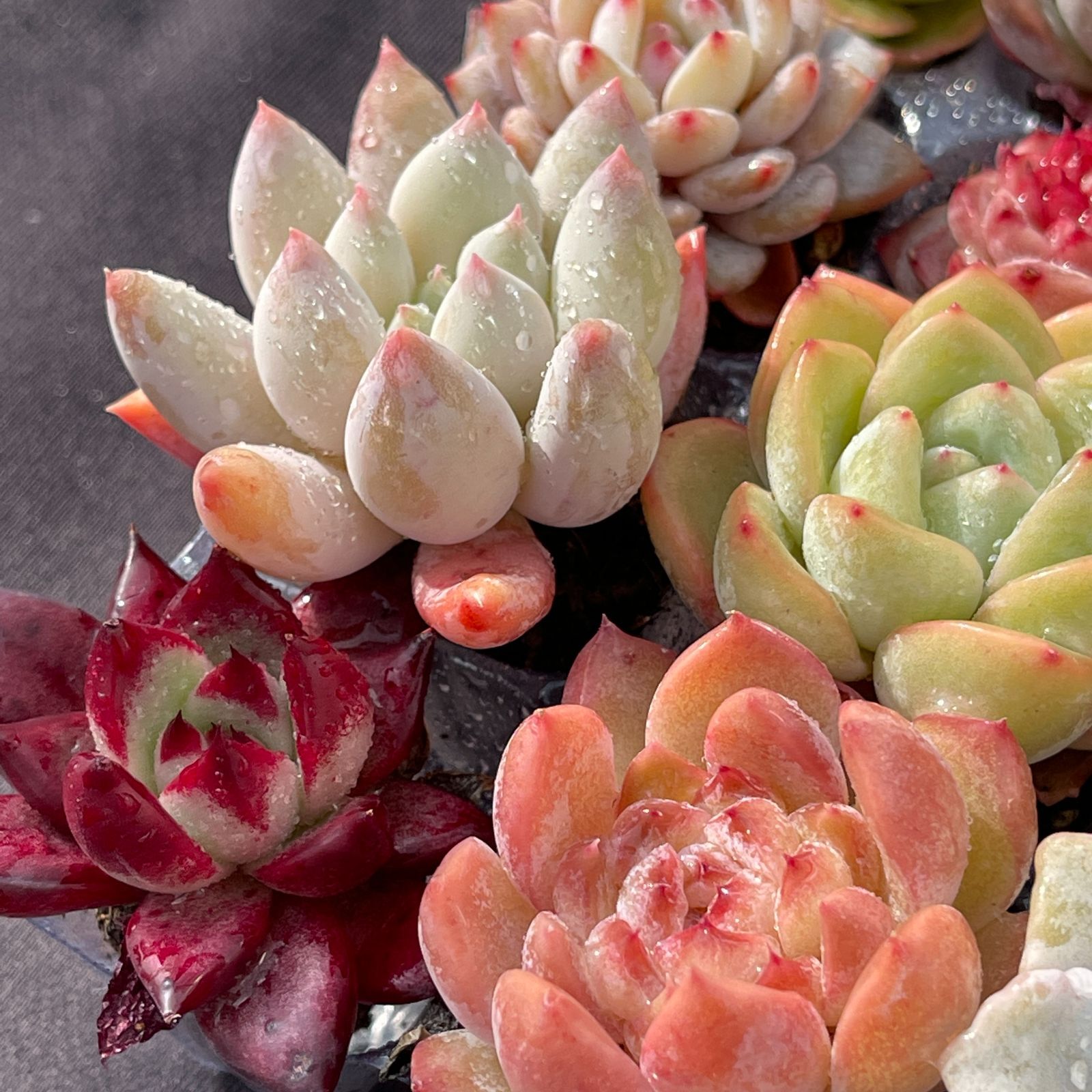 16種類セット MZ1×16株 土付き 大人気 詰め合わせ 韓国苗 多肉植物