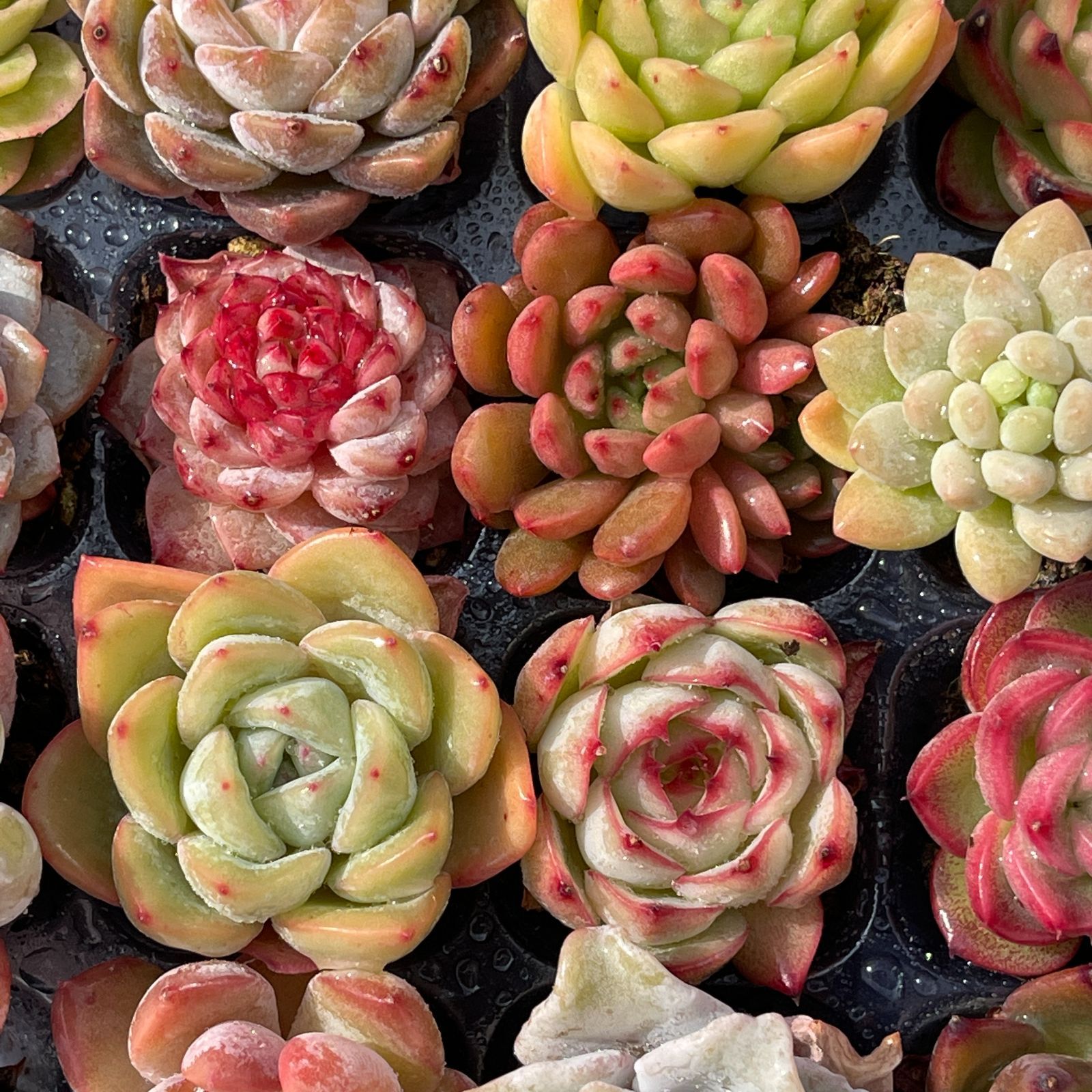 16種類セット MZ1×16株 土付き 大人気 詰め合わせ 韓国苗 多肉植物