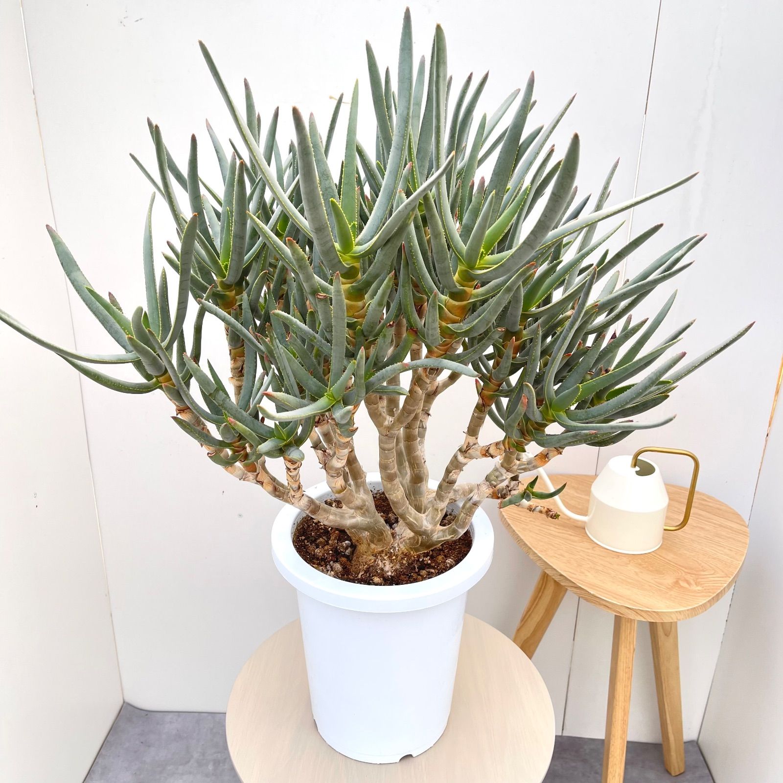 アロエ ラモシシマ【現品】☆希少☆ 観葉植物 多肉植物 ドライガーデン