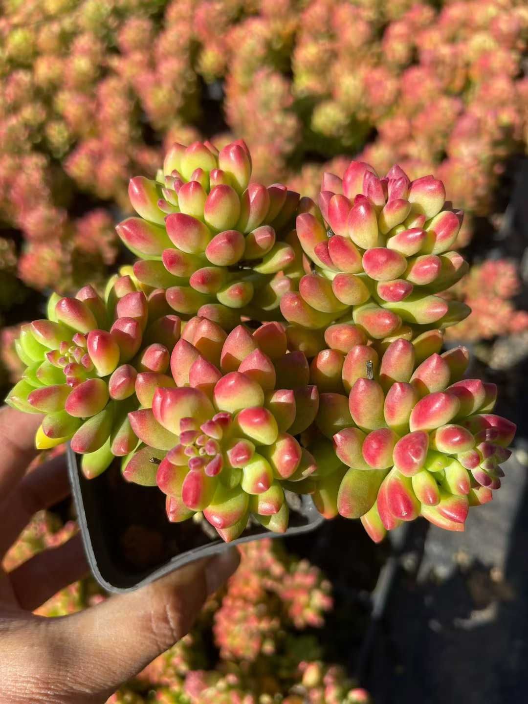 新入荷 小紅船 Z92×54苗 土鉢付き オファー 多肉植物 アエオニウム