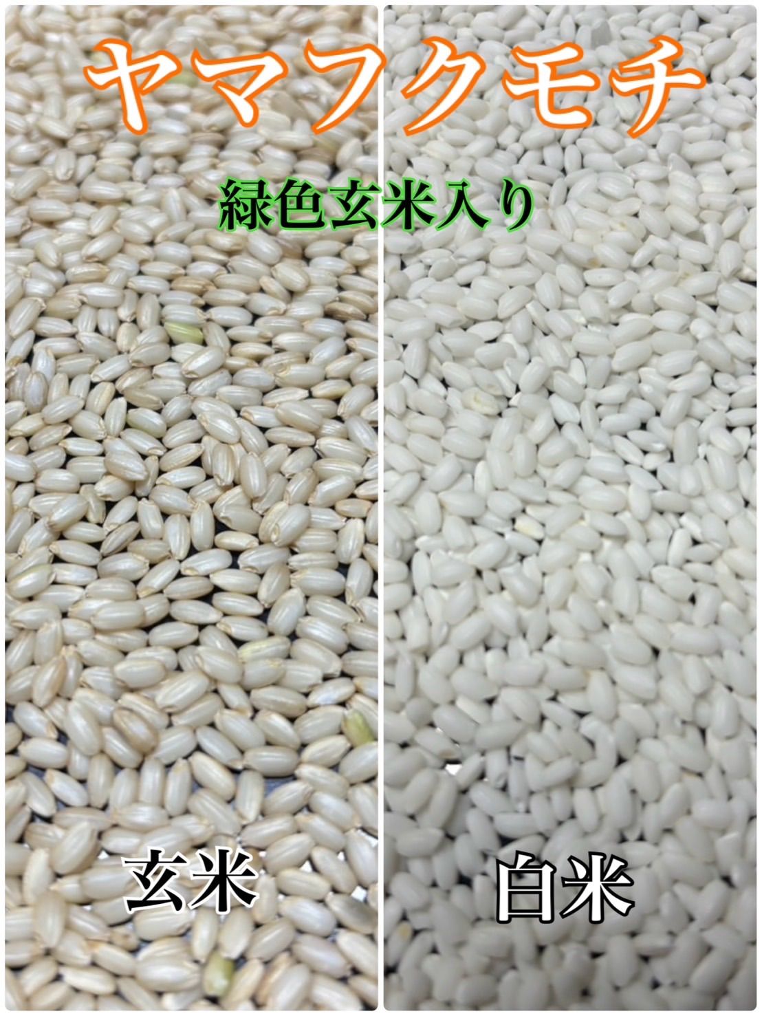 新米 令和7年産 ヤマフクモチ 30kg 淡路島産直送 - メルカリ