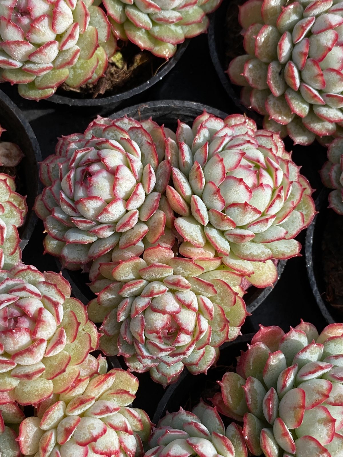 新入荷 小紅船 Z92×54苗 土鉢付き オファー 多肉植物 アエオニウム