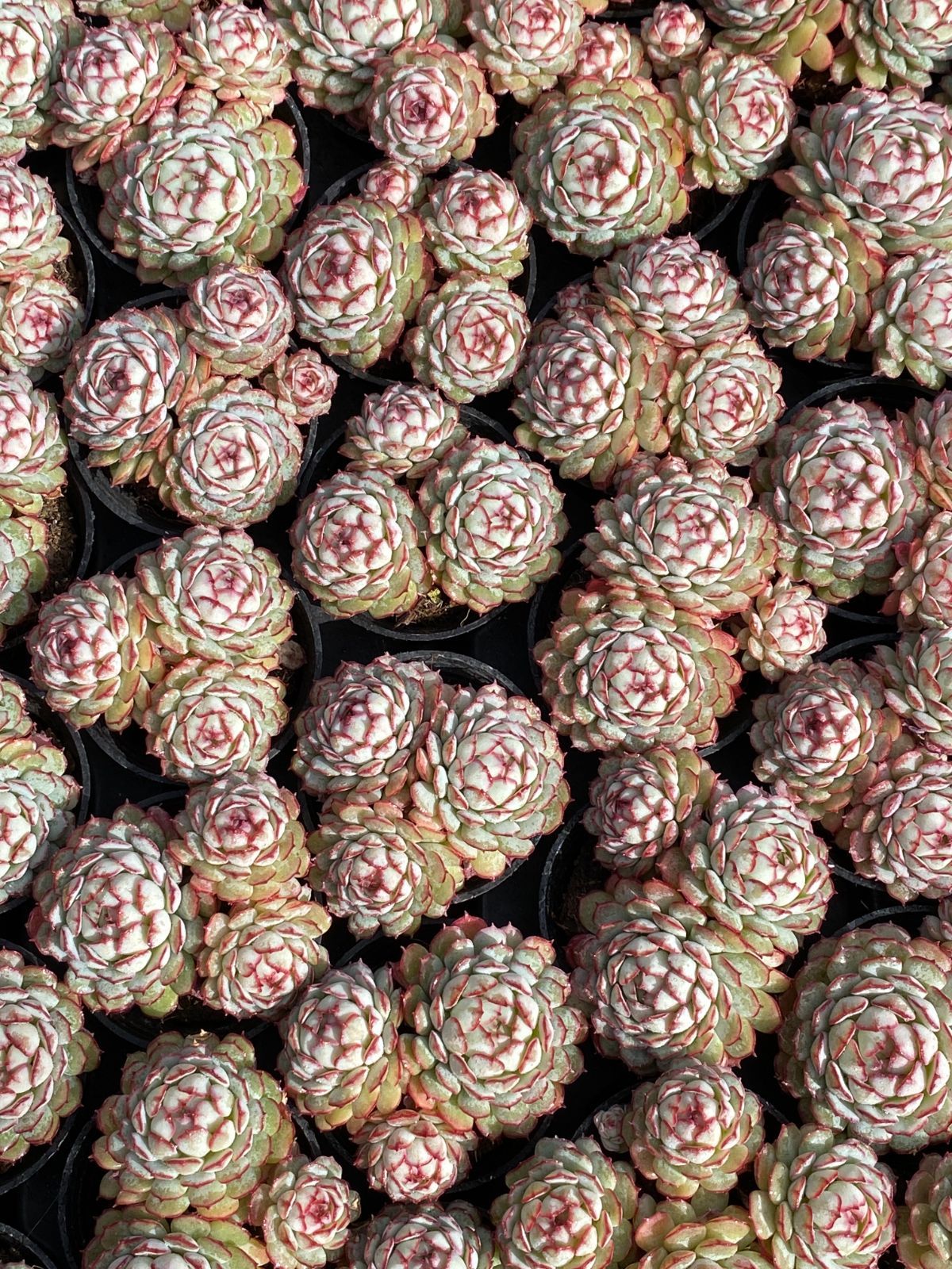 新入荷 小紅船 Z92×54苗 土鉢付き オファー 多肉植物 アエオニウム