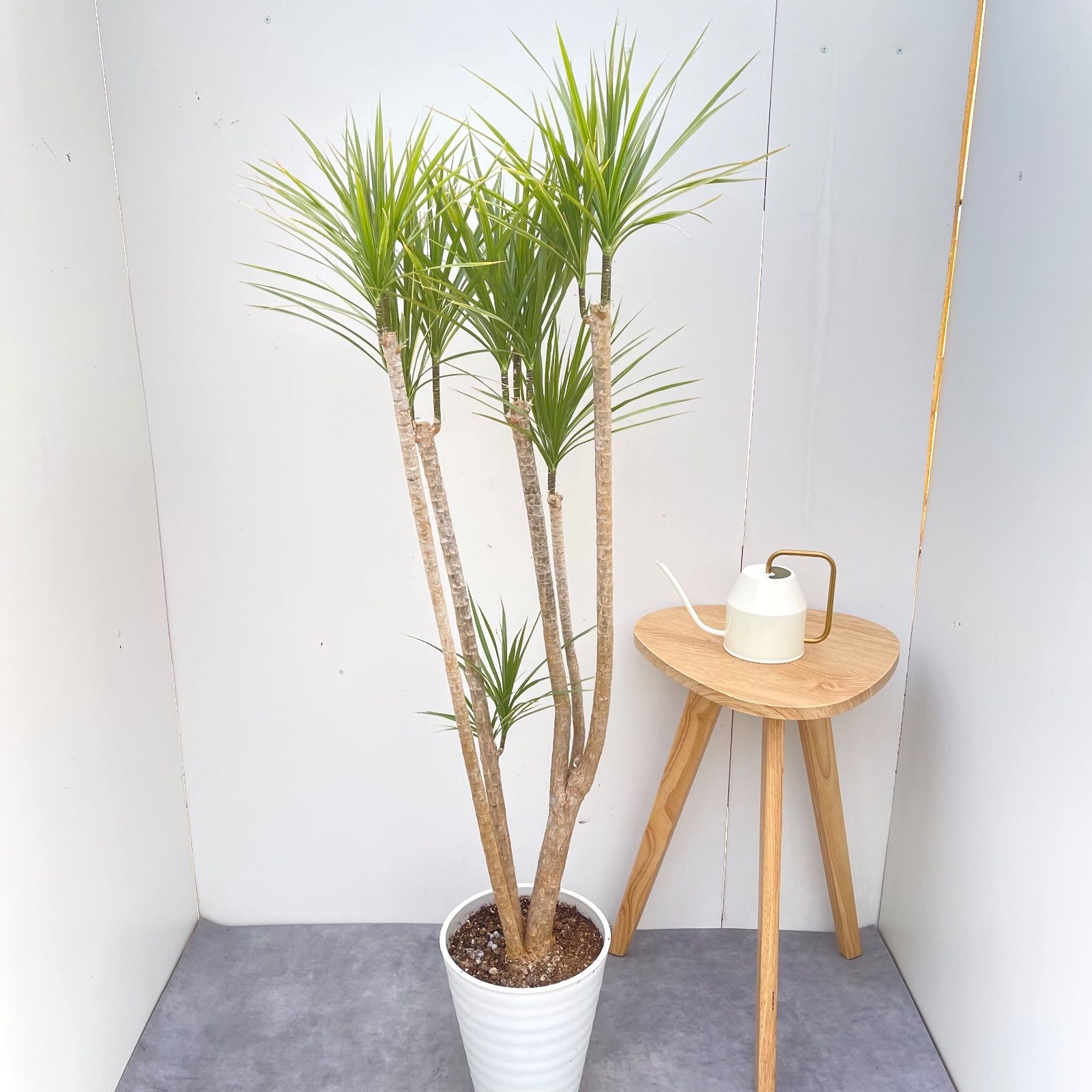 ドラセナ コンシンネ ホワイボリー 2【現品】観葉植物 室内 大型