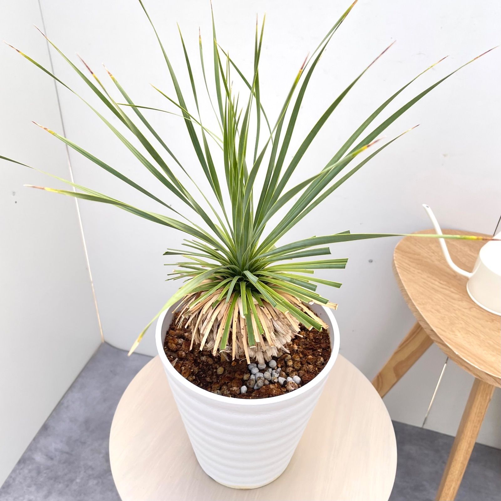 ユッカ ロストラータ サファイアスカイズ 15【現品】 ☆希少☆ 観葉