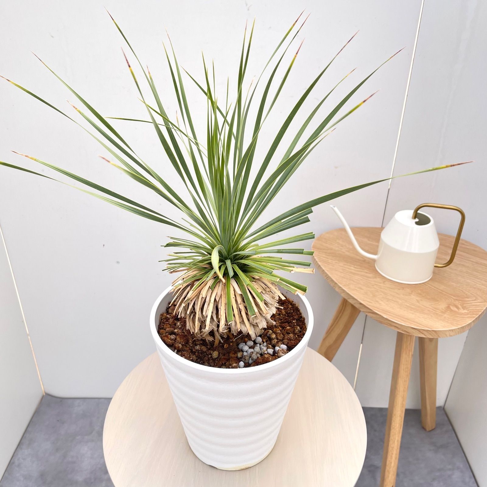 ユッカ ロストラータ サファイアスカイ 楽天市場】ユッカ ロストラータ 'サファイヤ スカイズ' : おぎはら植物園