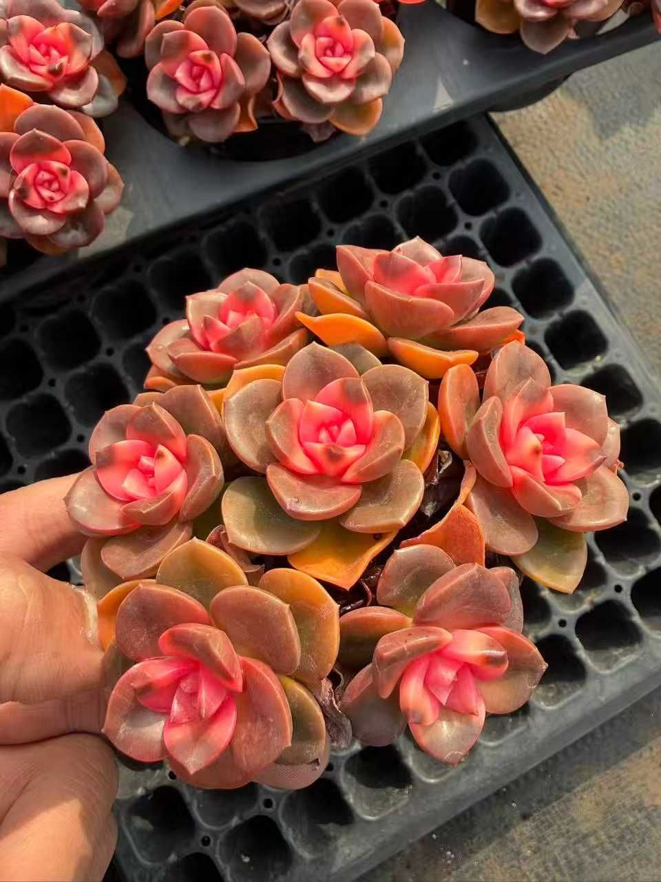 新入荷 チョコレート錦 Z91×18苗 土鉢付き 多肉植物 アエオニウム