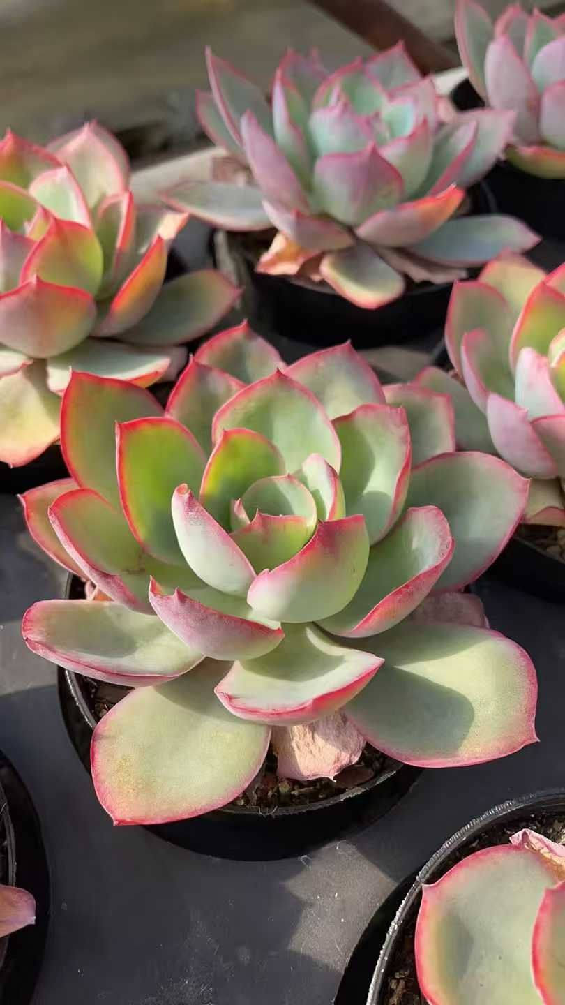 Z86×15苗 新入荷 抜き苗 多肉植物 詰め合わせ アエオニウム エケベリア