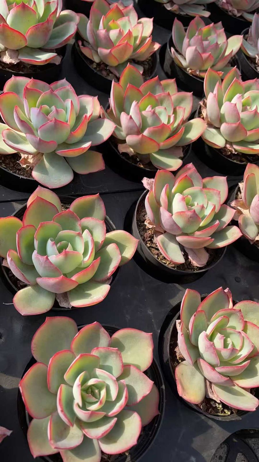 Z86×15苗 新入荷 抜き苗 多肉植物 詰め合わせ アエオニウム エケベリア