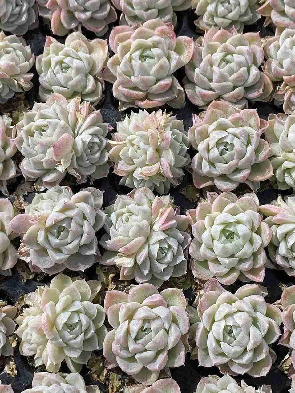 105苗×クイーンセッカ 多肉植物 エケベリア セダム アエオニウム