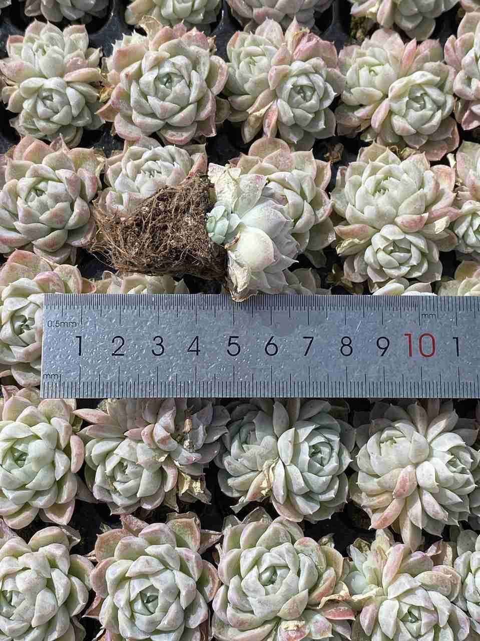 105苗×クイーンセッカ 多肉植物 エケベリア セダム アエオニウム