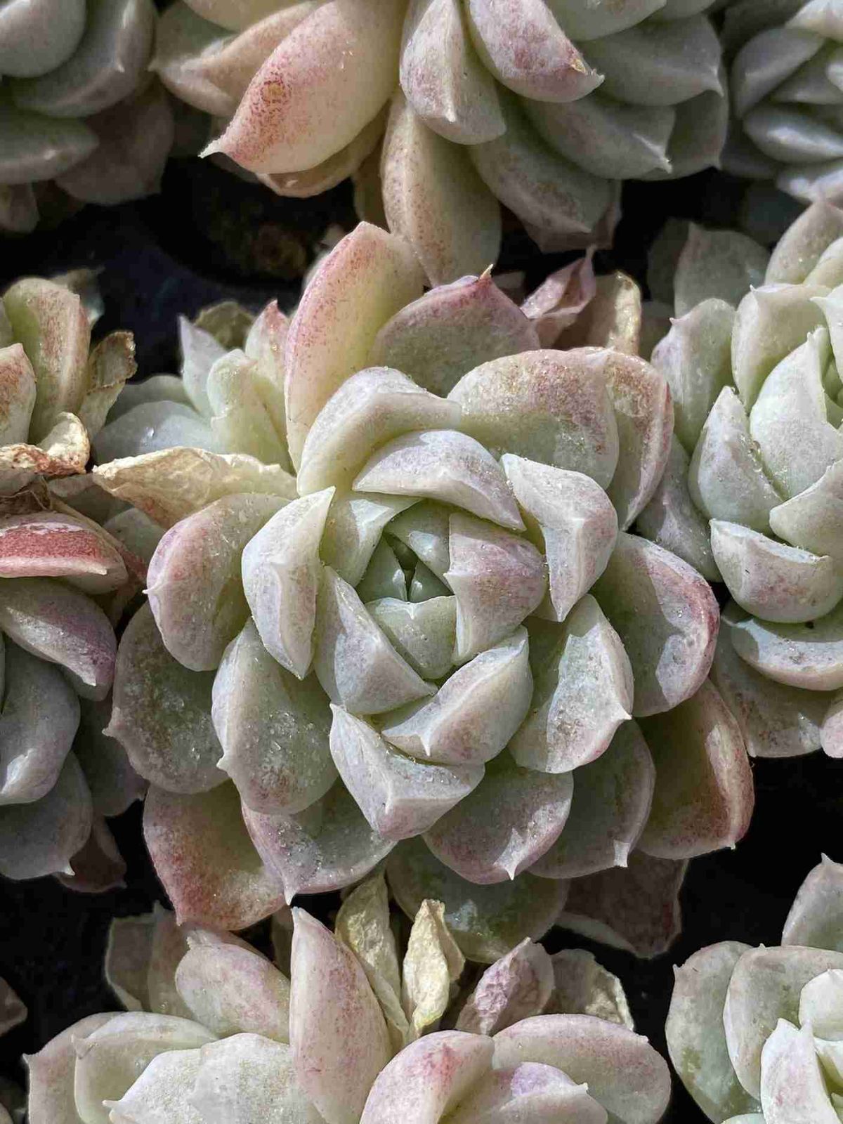 100#多肉植物アエオニウム錦❤️ 女神セッカ ❤️28cm拔き苗 105苗×クイーンセッカ 多肉植物 エケベリア セダム アエオニウム