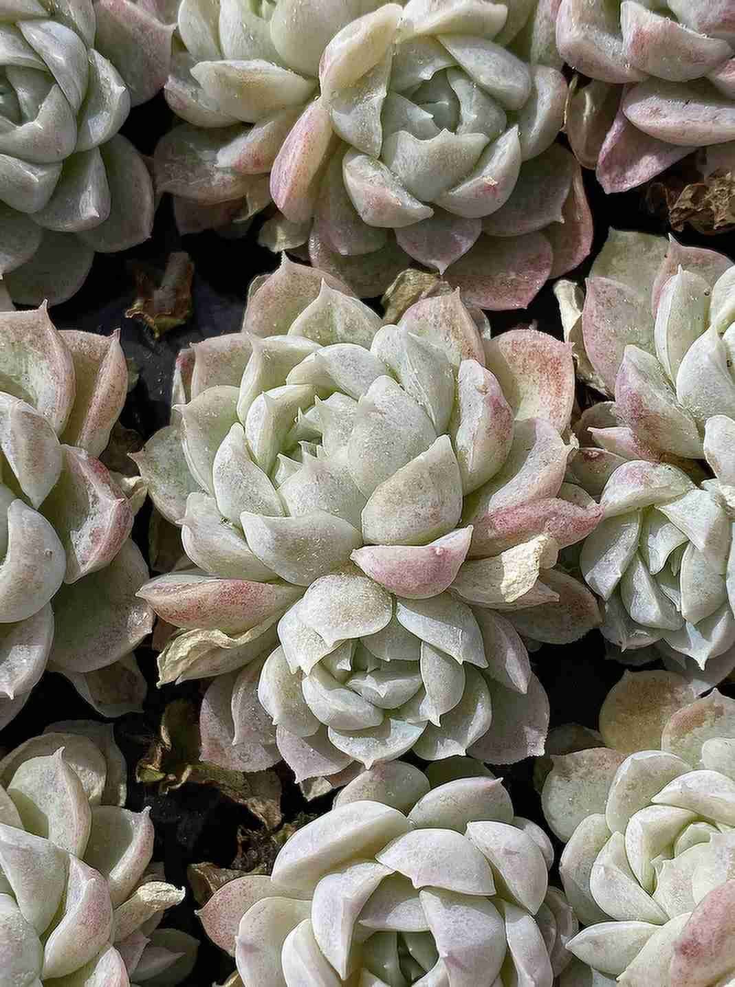 105苗×クイーンセッカ 多肉植物 エケベリア セダム アエオニウム