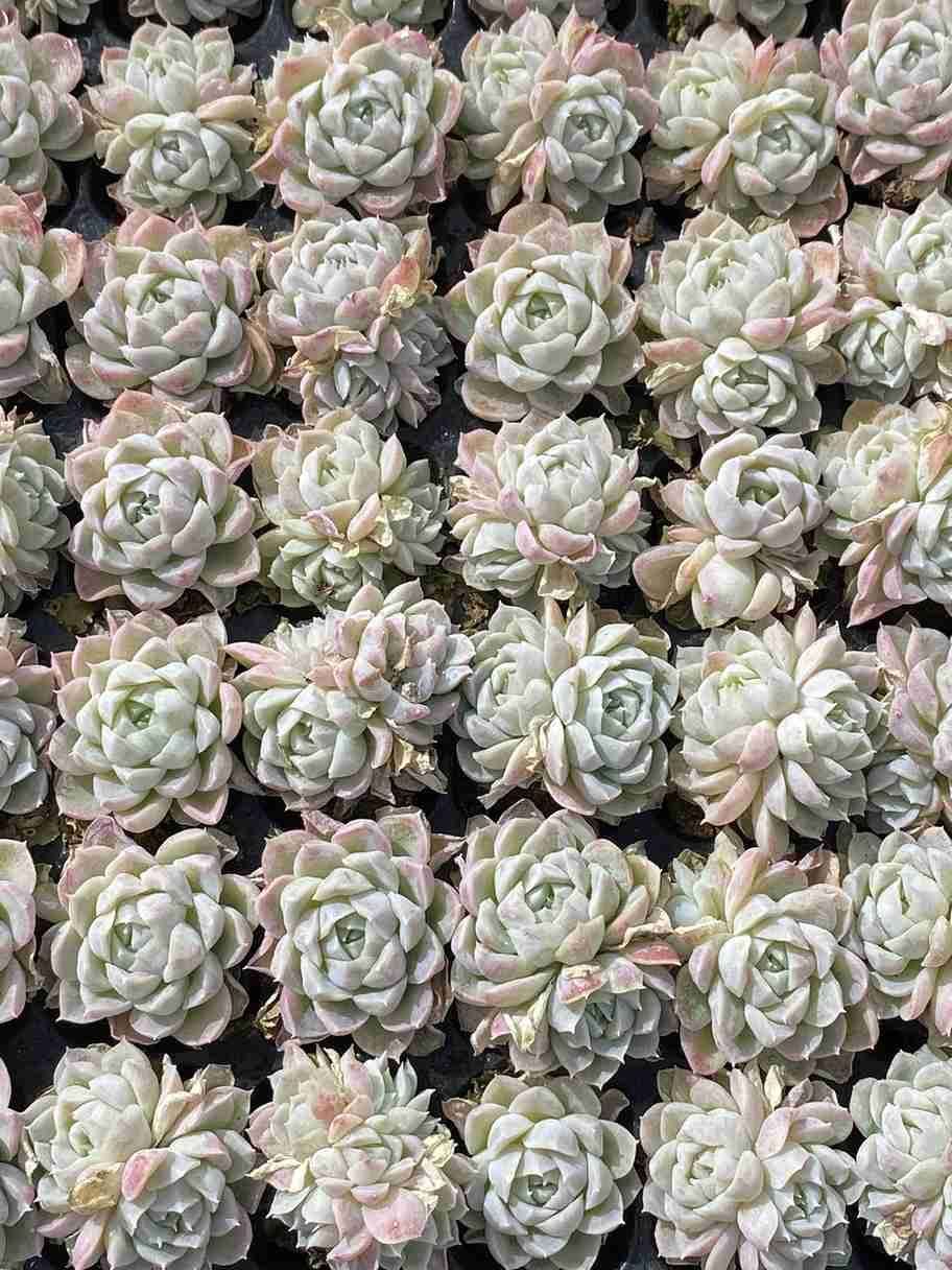 105苗×クイーンセッカ 多肉植物 エケベリア セダム アエオニウム