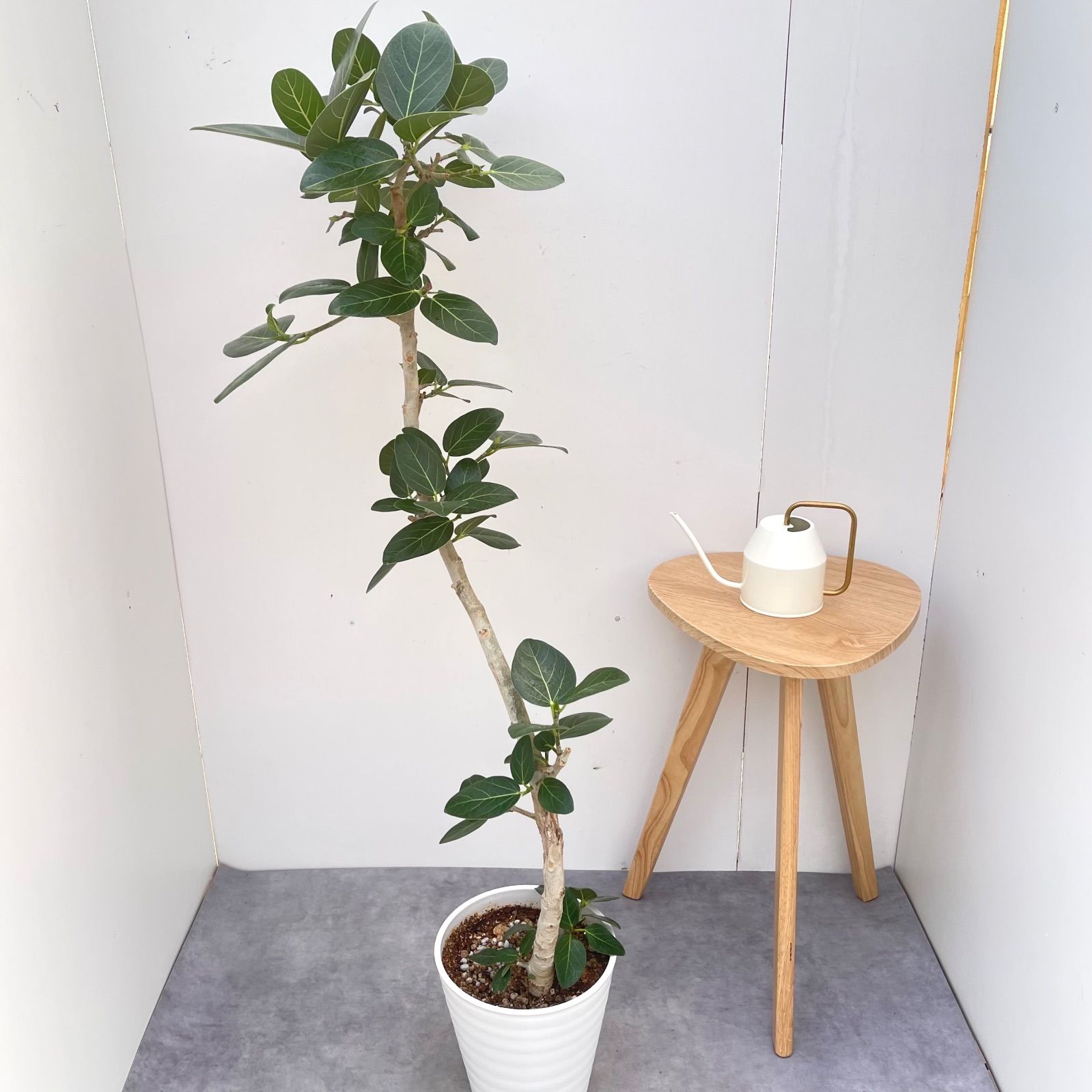 フィカス ベンガレンシス 曲がり 10【現品】観葉植物 大型 室内