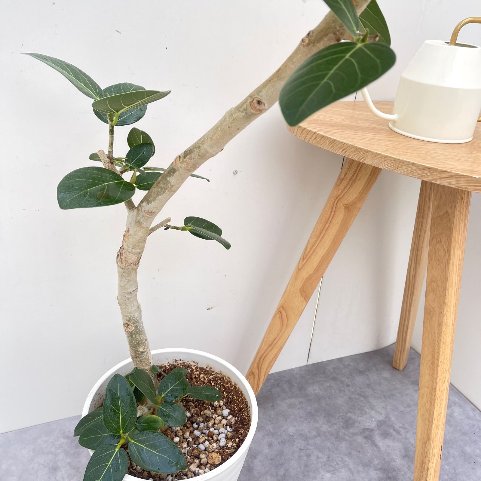 曲がりのベンガレンシス 約1.7メートル　10号　現品 幹太さ　5センチ フィカス・ベンガレンシス 10号の通販 | 観葉植物通販AONOKI（あおのき）