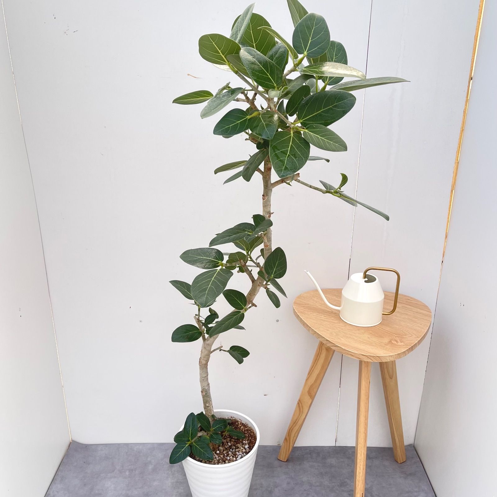 ［現品］☆人気☆ 10番　フィカスベンガレンシス　曲がり 観葉植物　室内 フィカス ベンガレンシス 曲がり 10【現品】観葉植物 大型 室内