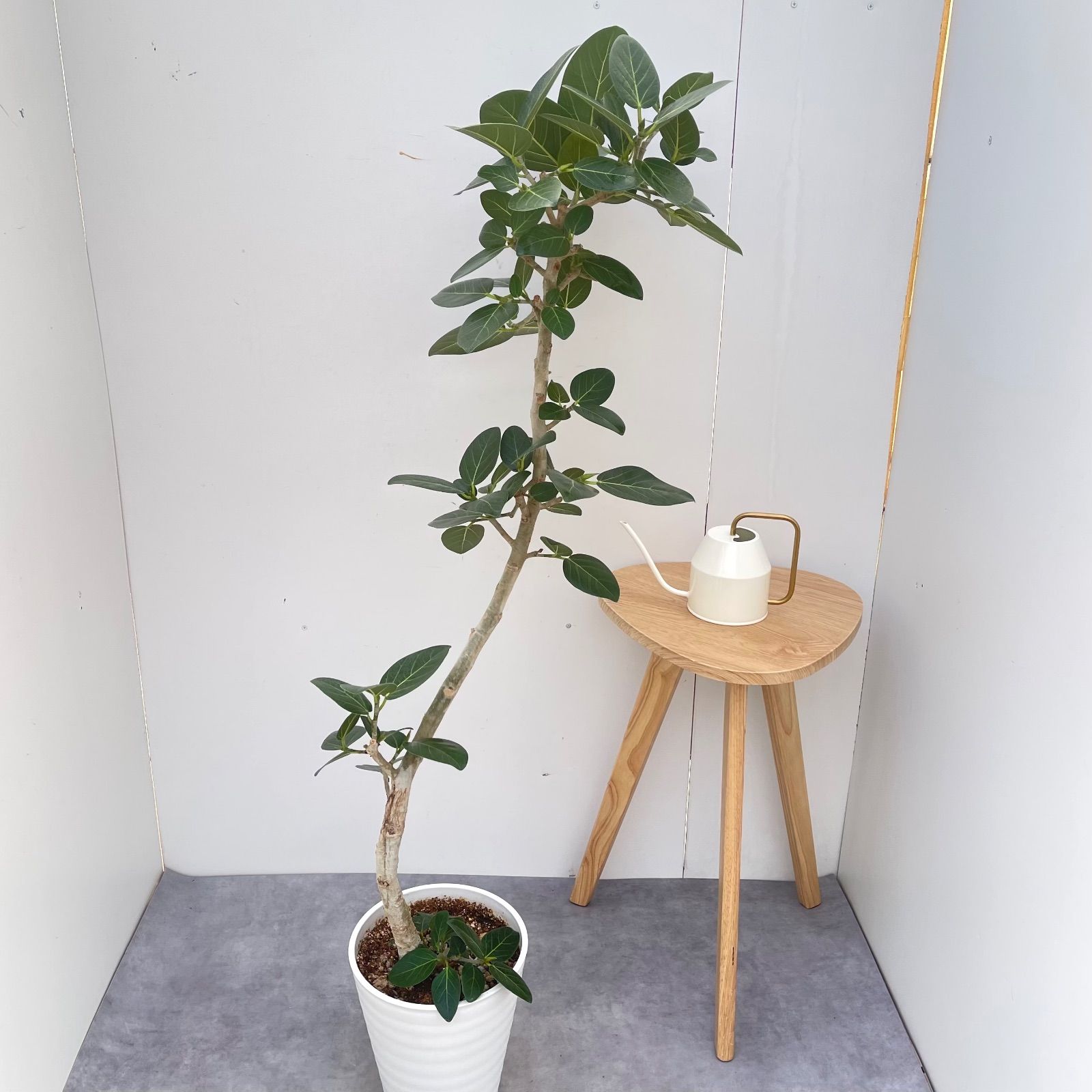 フィカス ベンガレンシス 曲がり 10【現品】観葉植物 大型 室内