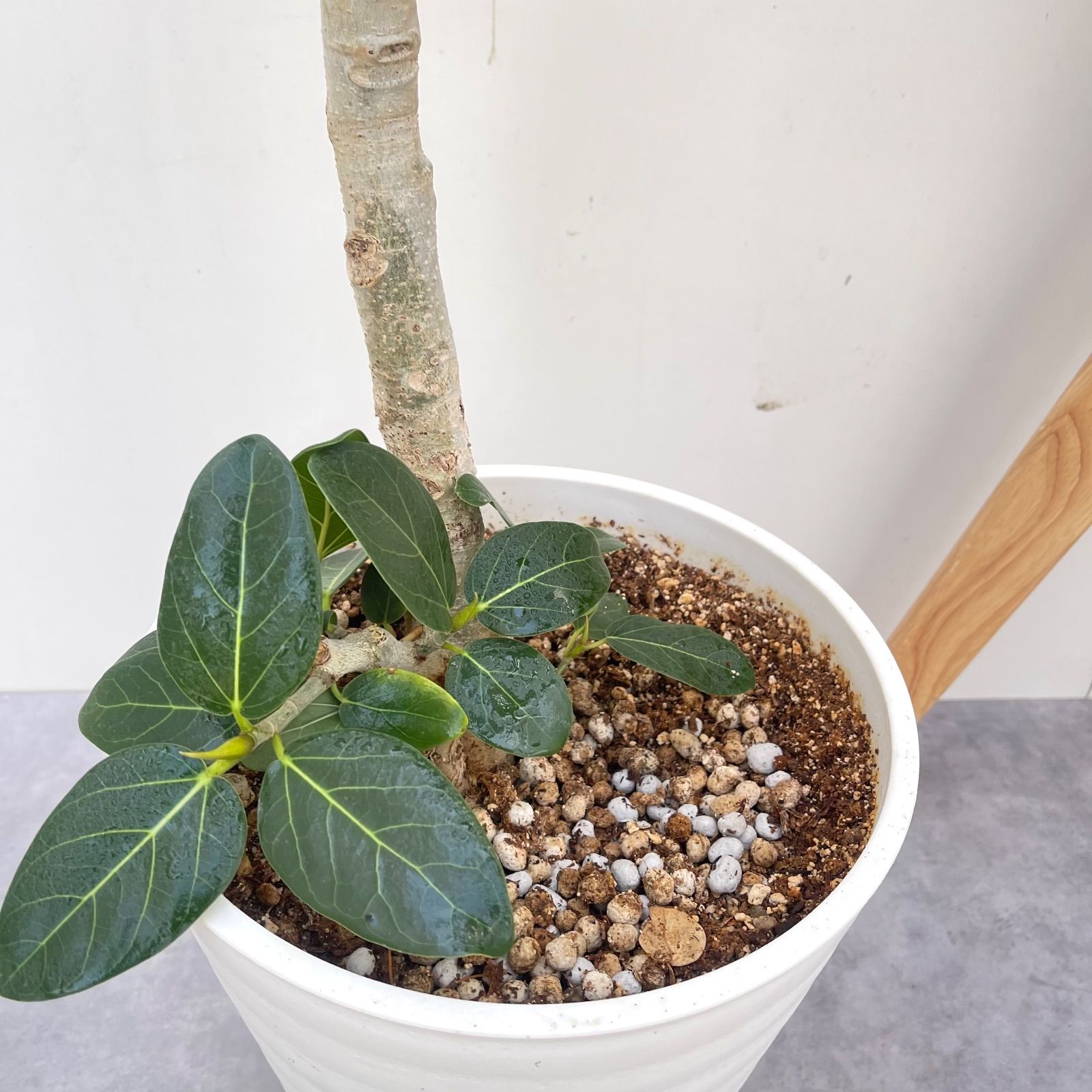 曲がりのベンガレンシス 約1.7メートル　10号　現品 幹太さ　5センチ フィカス ベンガレンシス 曲がり 10【現品】観葉植物 大型 室内