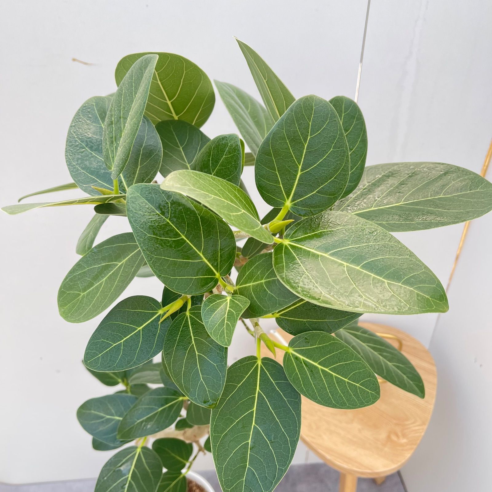 フィカス ベンガレンシス 曲がり 10【現品】観葉植物 大型 室内