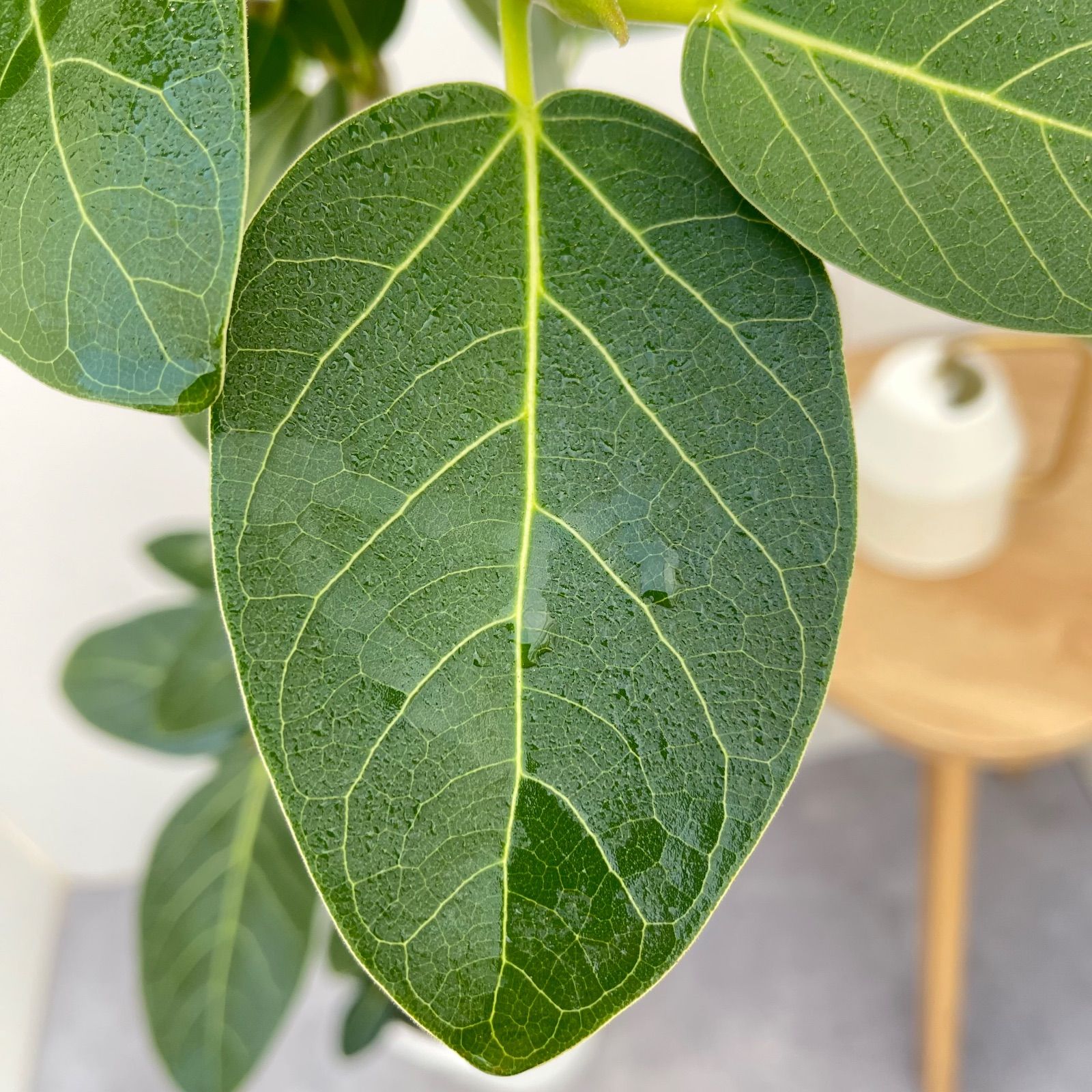 極太螺旋状ベンガレンシス 約1.6メートル 10号 現品 極太螺旋状