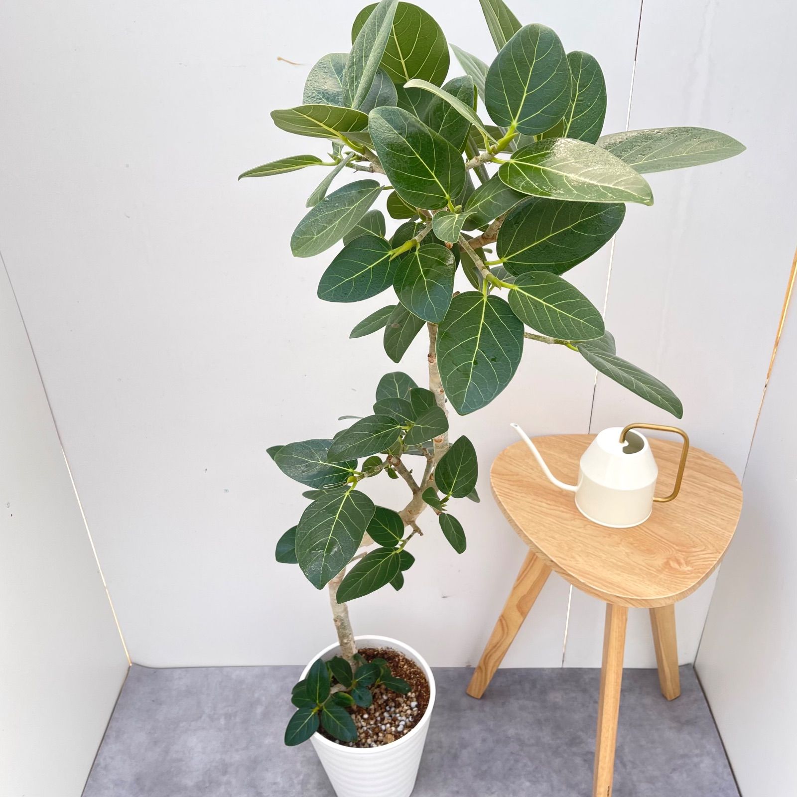 曲がりのベンガレンシス 約1.7メートル　10号　現品 幹太さ　5センチ 観葉植物 フィカス ベンガレンシス幹曲り10号 立札、メッセージカード