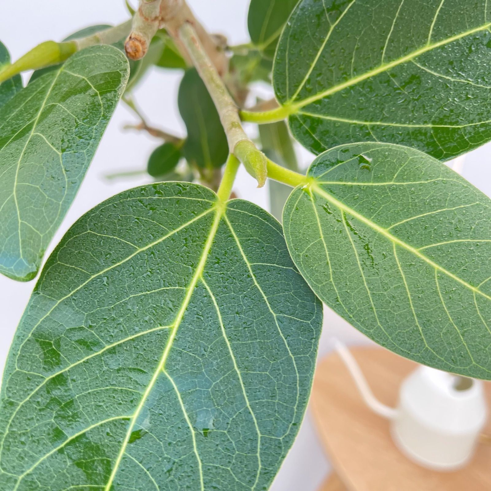 フィカス ベンガレンシス 曲がり 10【現品】観葉植物 大型 室内