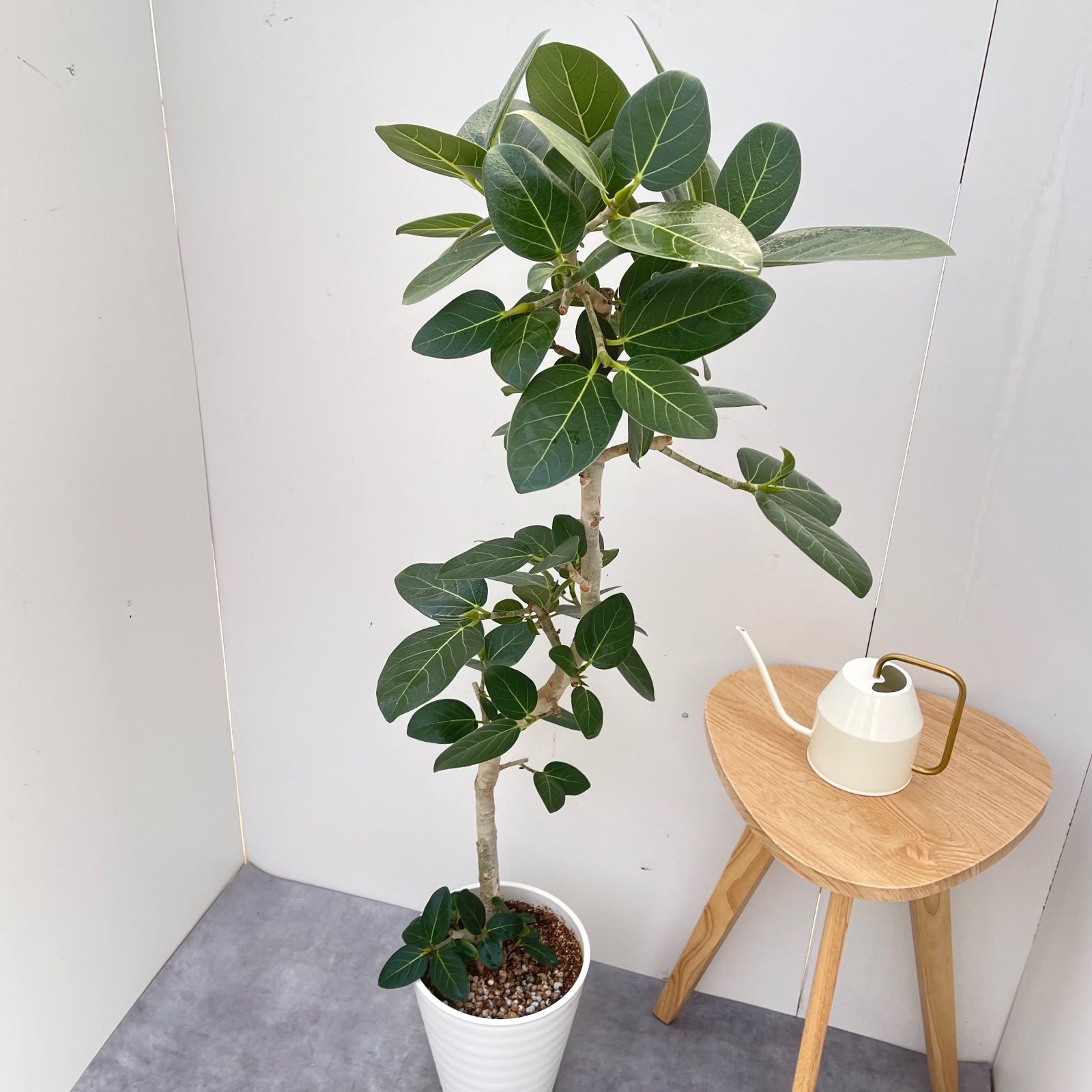 極太螺旋状ベンガレンシス 約1.6メートル 10号 現品 極太螺旋状