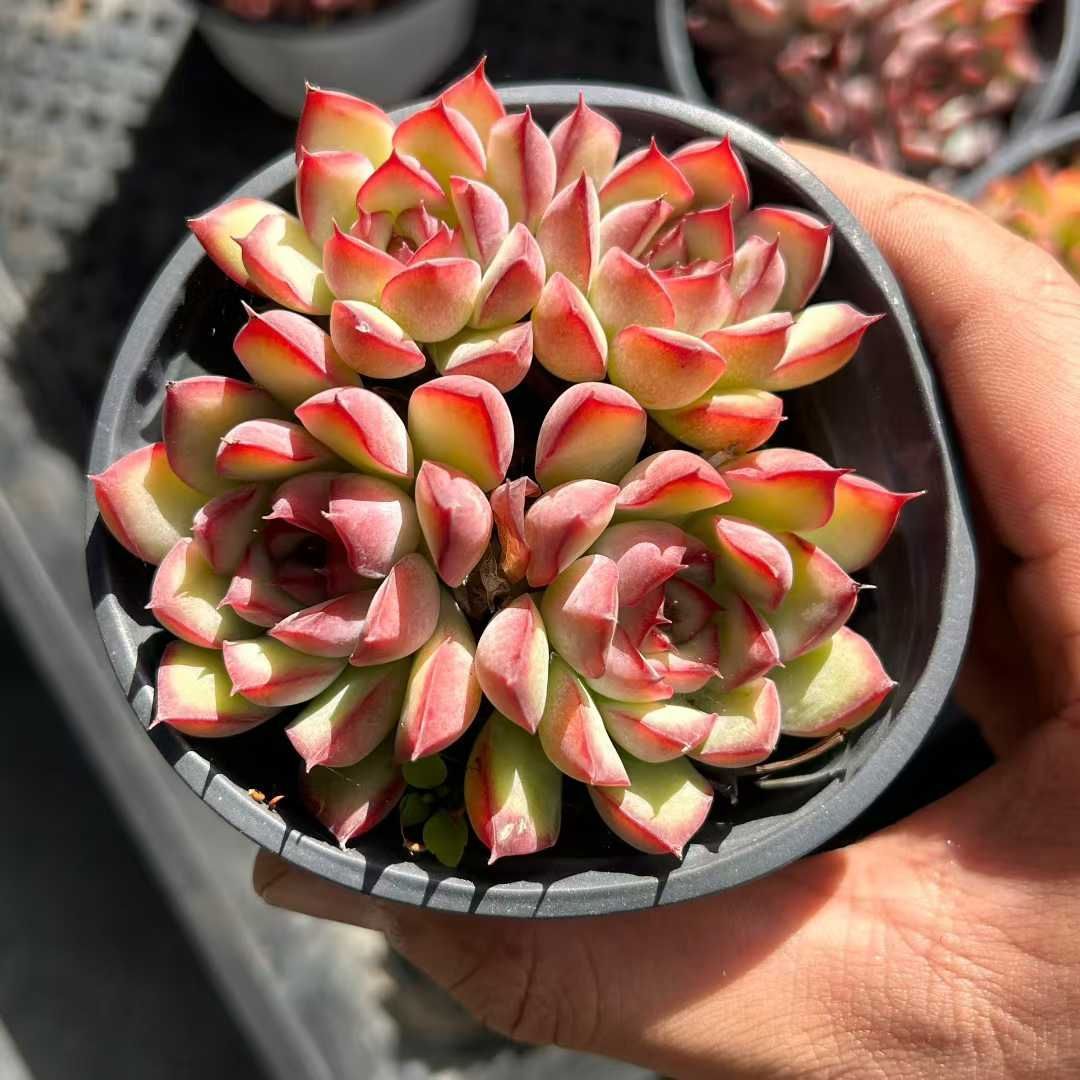 18株×レンカ 多肉植物 エケベリア セダム アエオニウム