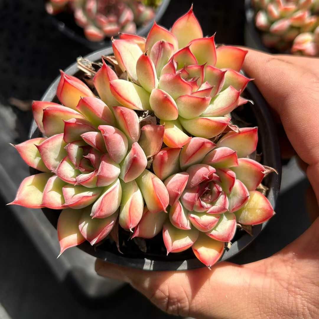 18株×レンカ 多肉植物 エケベリア セダム アエオニウム