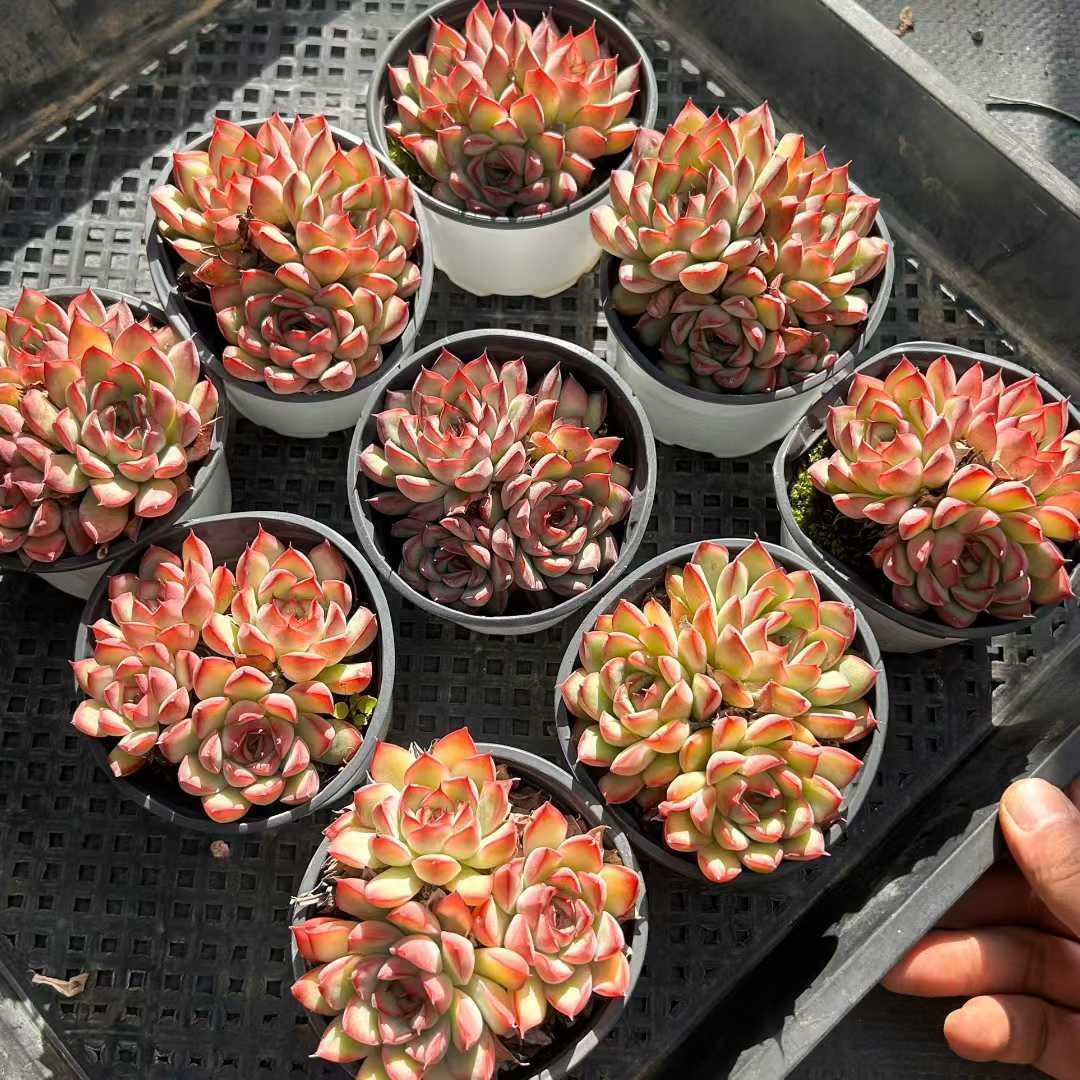 18株×レンカ 多肉植物 エケベリア セダム アエオニウム