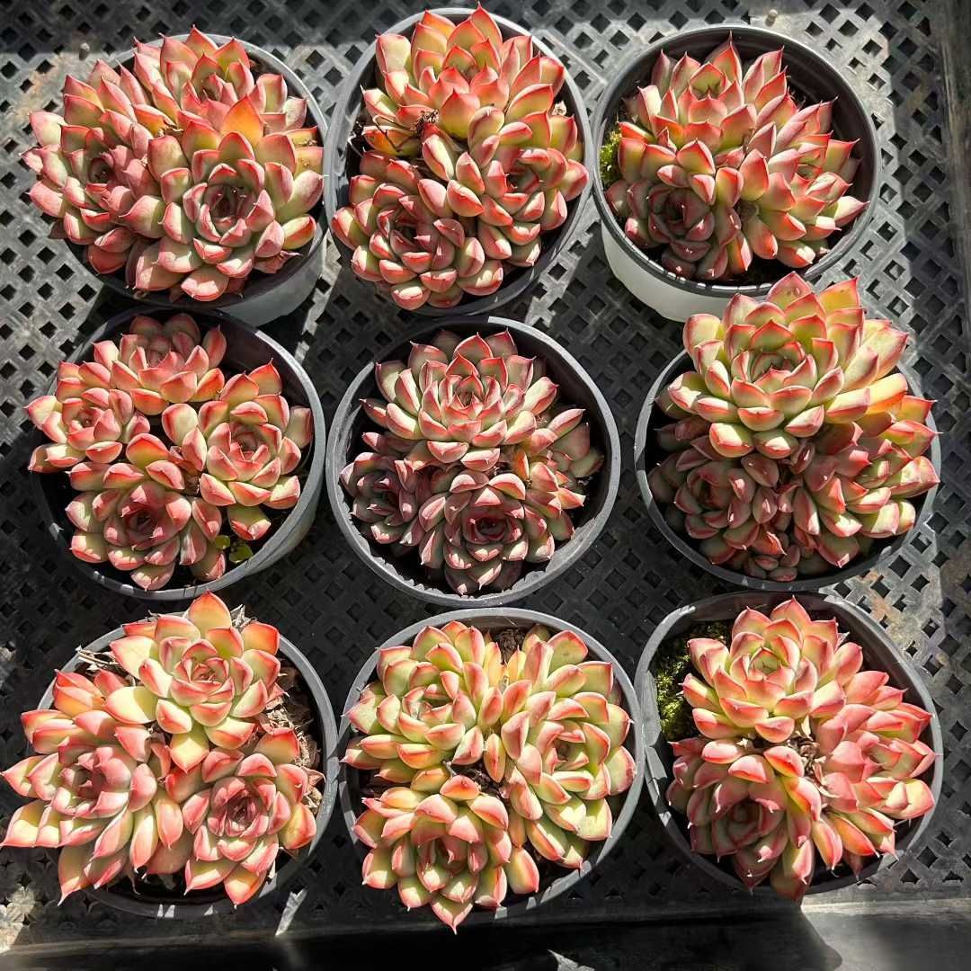 18株×レンカ 多肉植物 エケベリア セダム アエオニウム