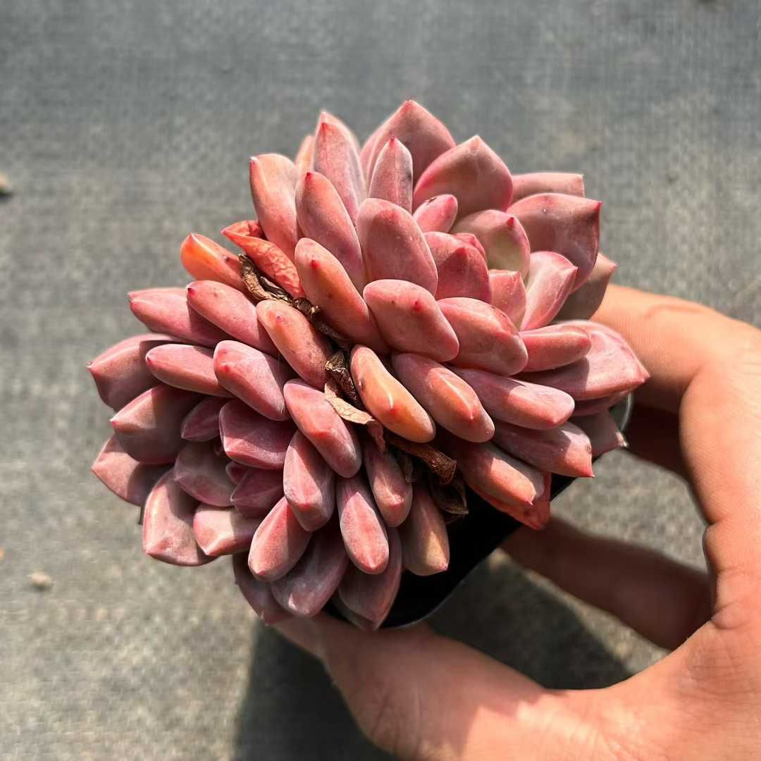 35株×アリエル 多肉植物 エケベリア セダム アエオニウム