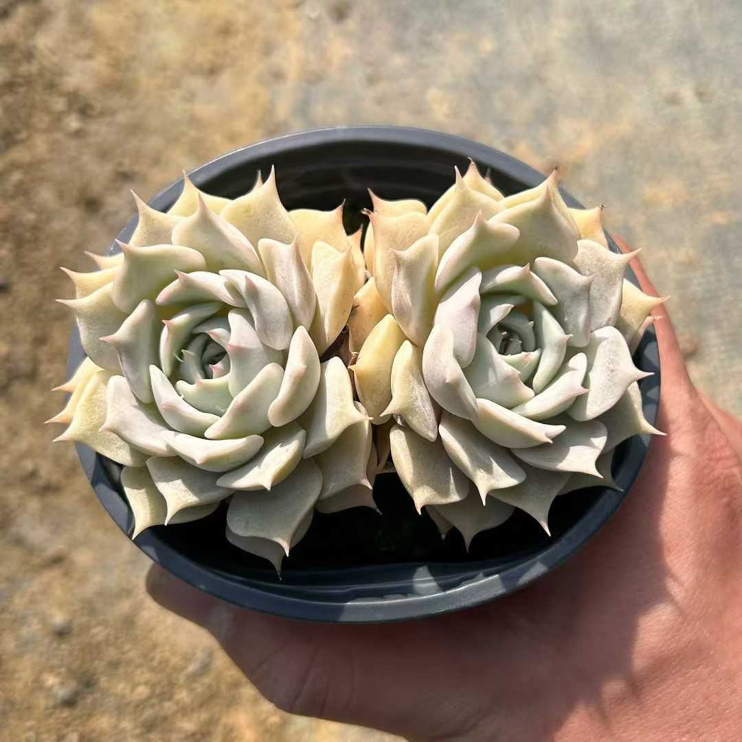 18株×ルナレン 多肉植物 エケベリア セダム アエオニウム