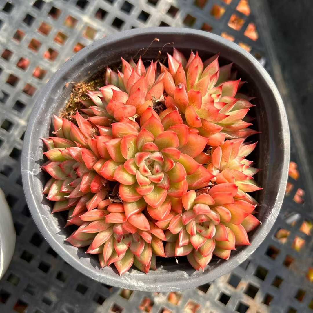 *&*&* エケベリア・セダム 多肉植物エケベリア、セダム6苗セット メルカリ - エケベリア・セダム