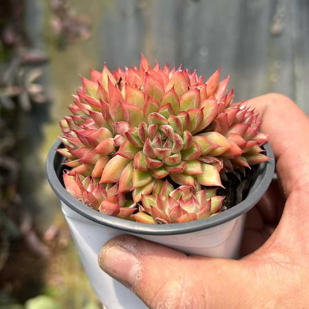 18株×メヒナ 多肉植物 エケベリア セダム アエオニウム