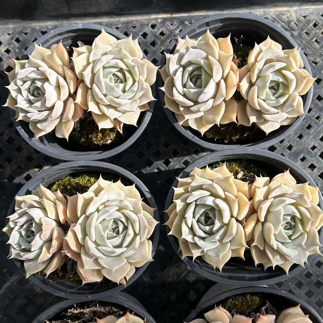 New✨多肉植物　セレンディ　韓国苗 New✨多肉植物 セレンディ 韓国苗