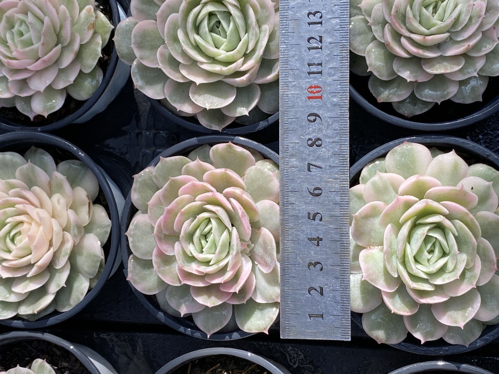 18株×ハンバーガーニシキ 多肉植物 エケベリア セダム アエオニウム